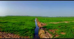 A field of food