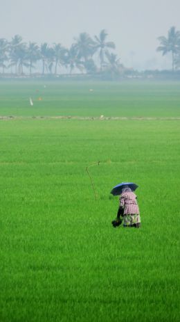 Worker in a paddy field 