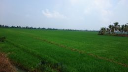 Green fields of Kerala 