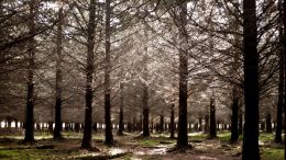 Forest under the Winter sun