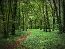 Forested Path