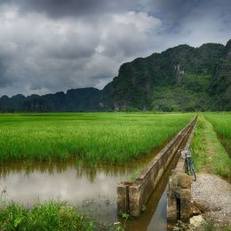 RiceFields