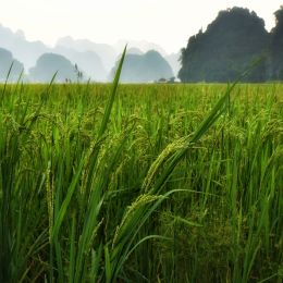 RiceGrowing