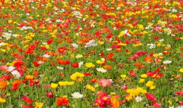 Field of poppies