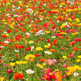 Fieldofpoppies