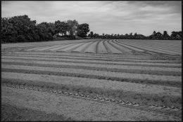 Future field