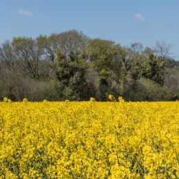 Canolafield