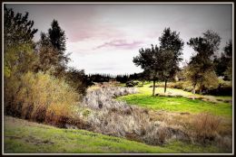 Wetlands at Mountain House