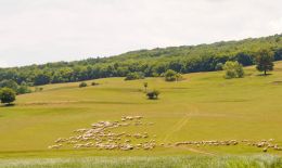 Landscape with sheep, pasture and forest