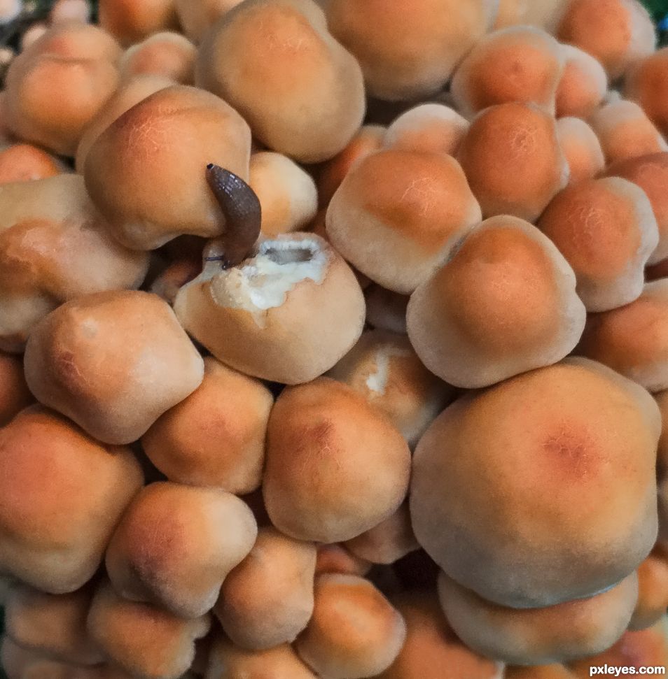 Inhabited mushrooms