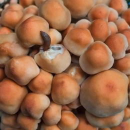 Inhabitedmushrooms