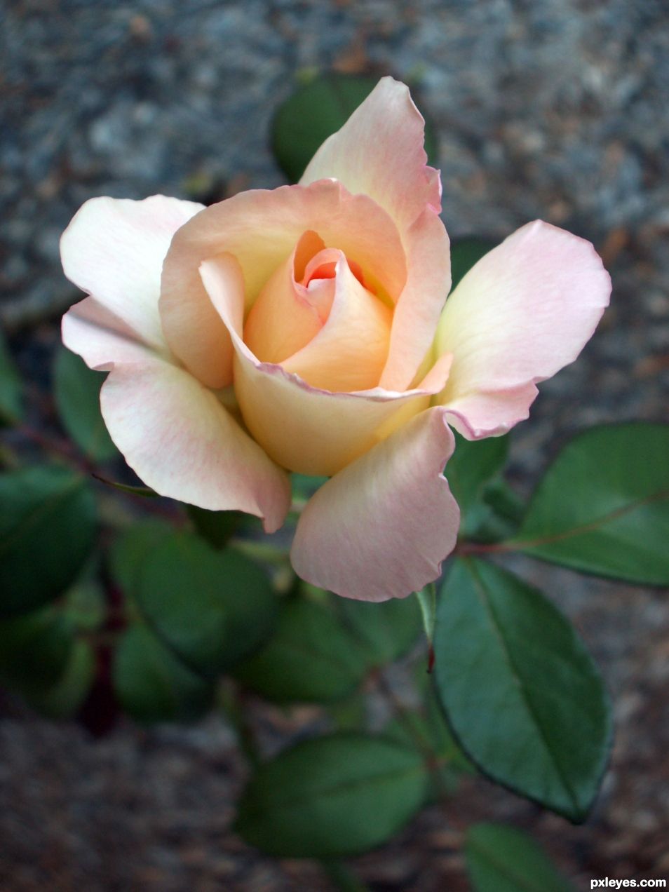 Creation of Beaten Copper Rose: Step 1