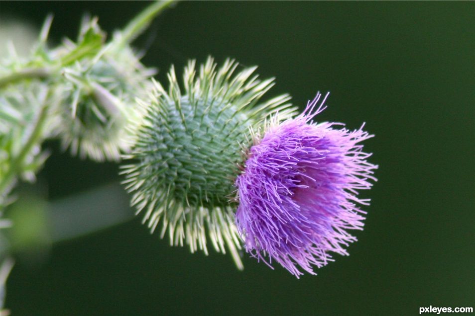 Creation of Thistle: Step 1