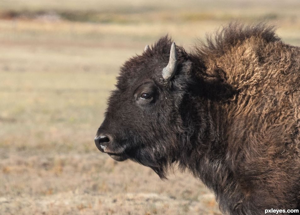 Creation of American Bison: Step 1