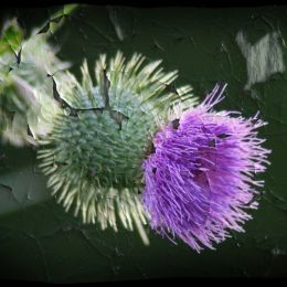 Thistle