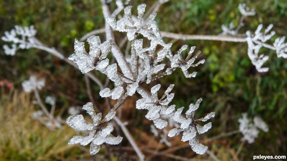 Frozen flowers