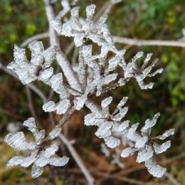 Frozenflowers