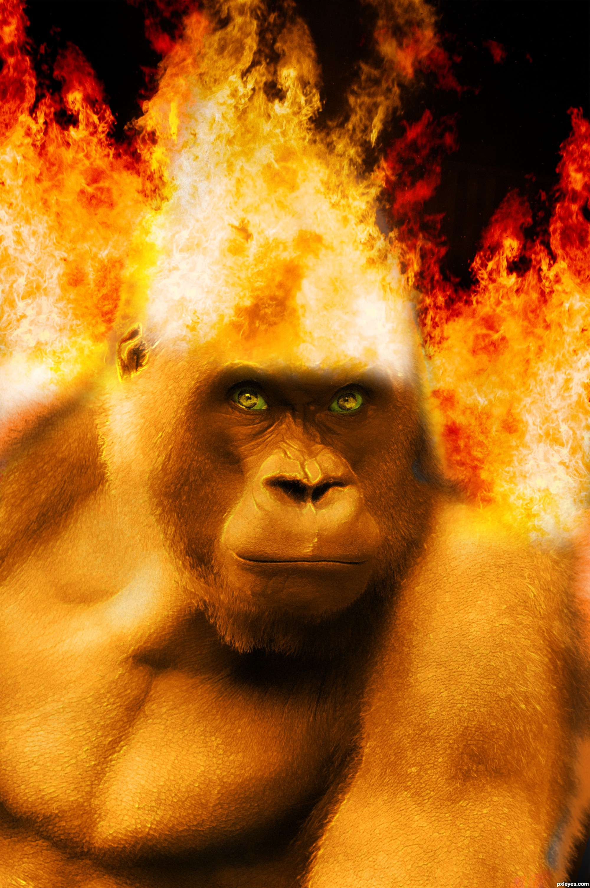 Fire-Monkey-4eb2e62219252_hires.jpg