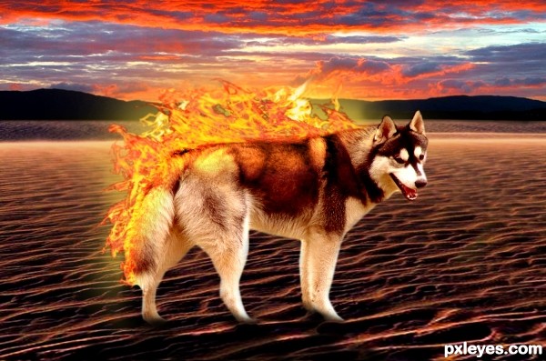 Flaming Husky