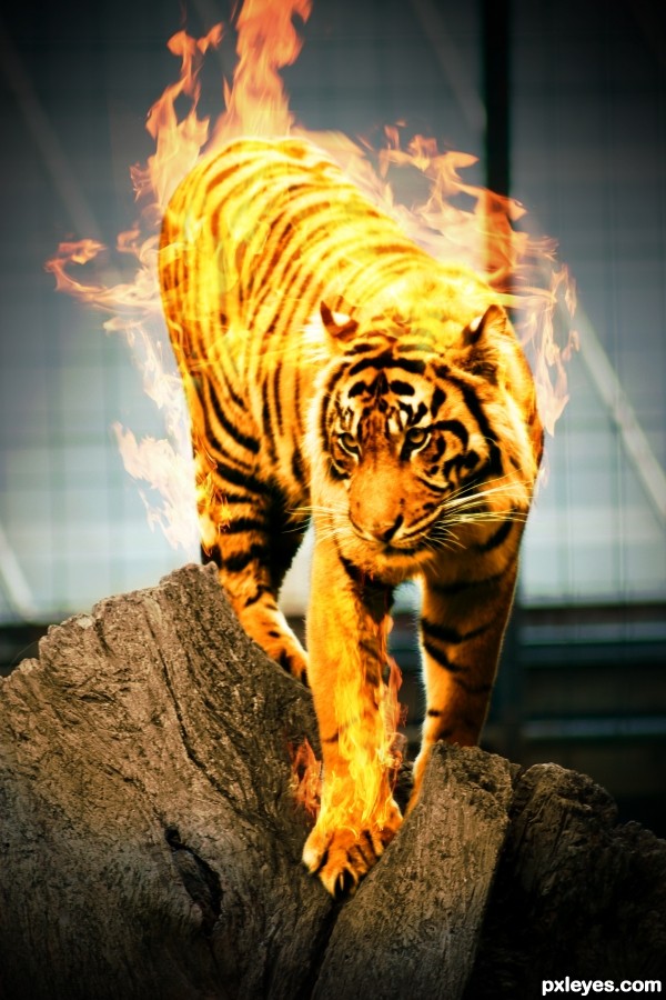 Creation of Flaming Tiger: Final Result