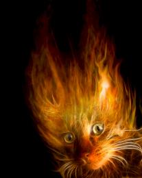 FireCat