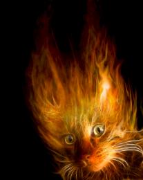 FireCat