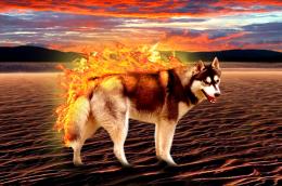 FlamingHusky