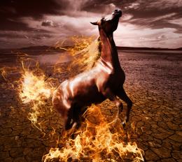 burning horse Picture