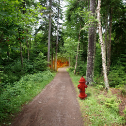 Lucky Fire Hydrant Picture