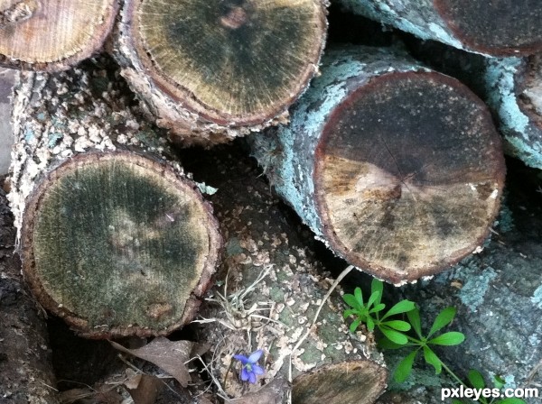 Surprise in the Wood Pile