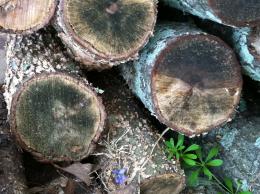 Surprise in the Wood Pile Picture