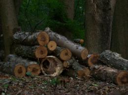 some nice logs