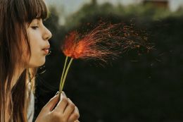 Dandelion sparkler