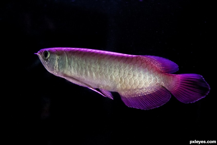 Arowana