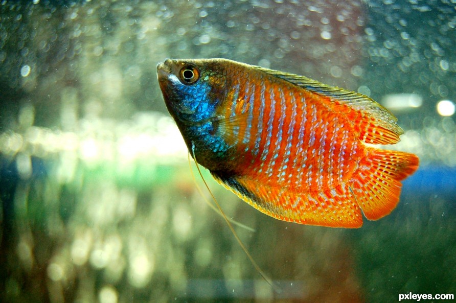 Dwarf gourami