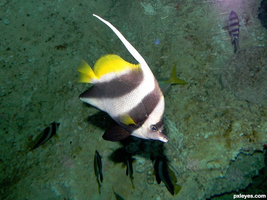 Pennant Coralfish