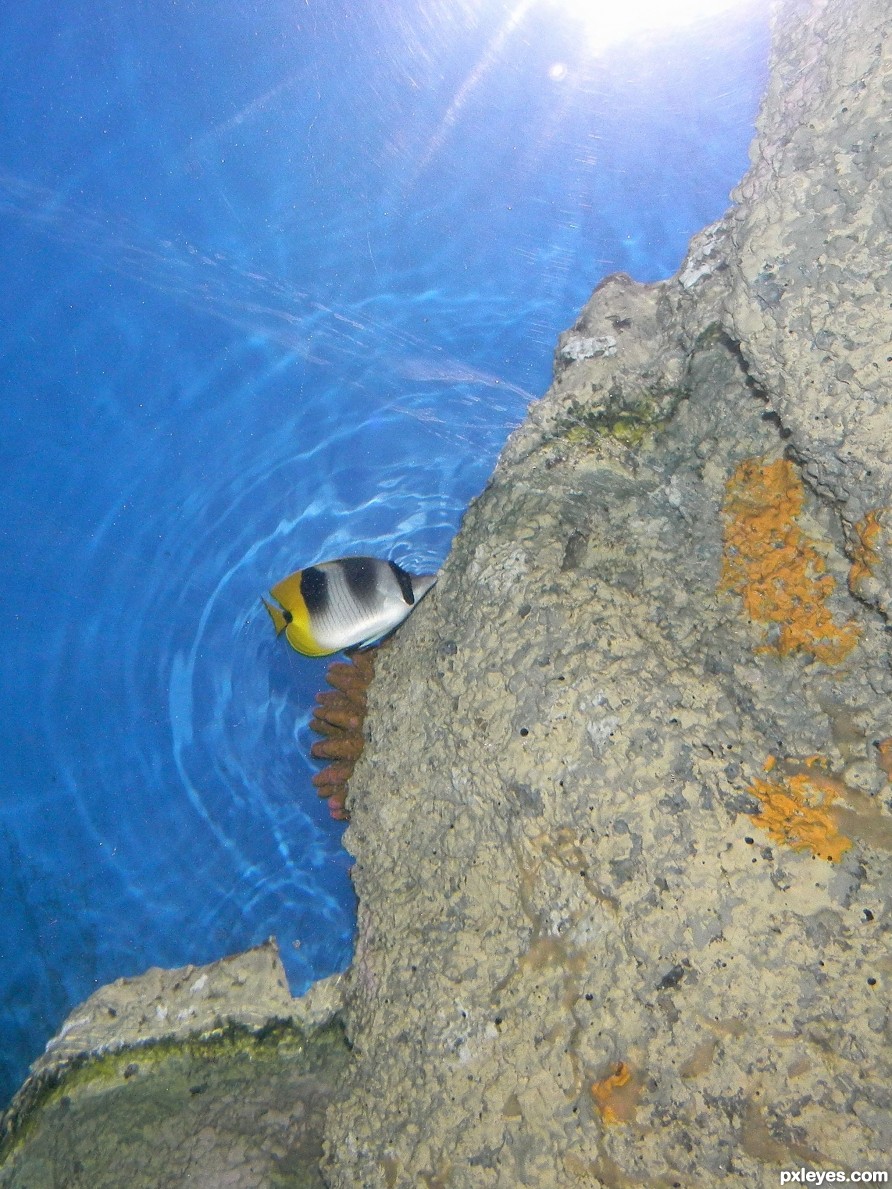 Threadfin Butterfly Fish