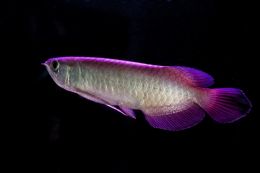 Arowana