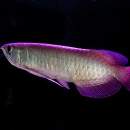 Arowana