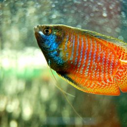 Dwarfgourami