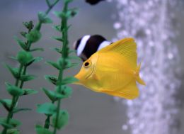 Yellow fish