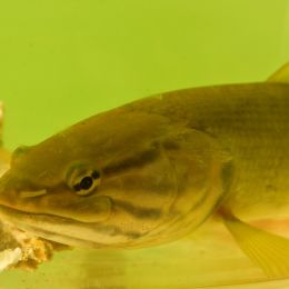 BowfinCatfishakadogfish