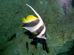 Pennant Coralfish