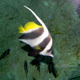 PennantCoralfish