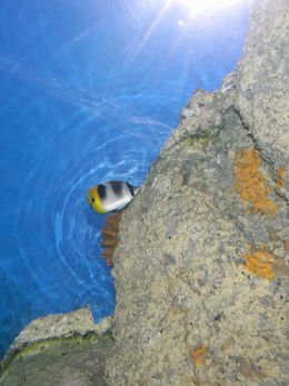 Threadfin Butterfly Fish