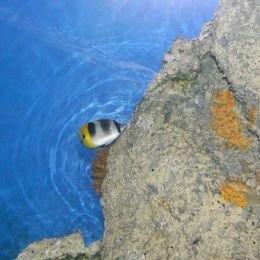 ThreadfinButterflyFish