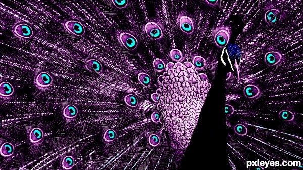 purple peacock