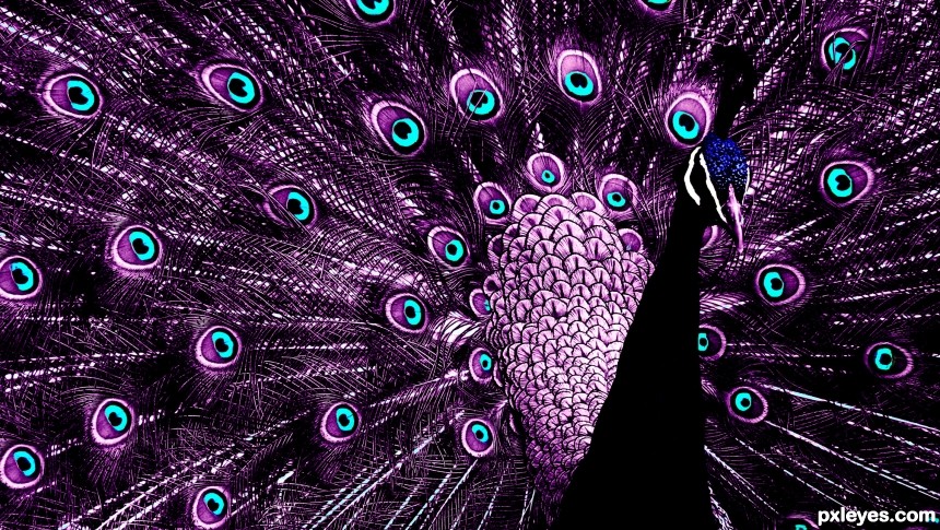 purple peacock photoshop picture)