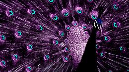 purple peacock