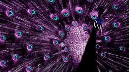 purplepeacock